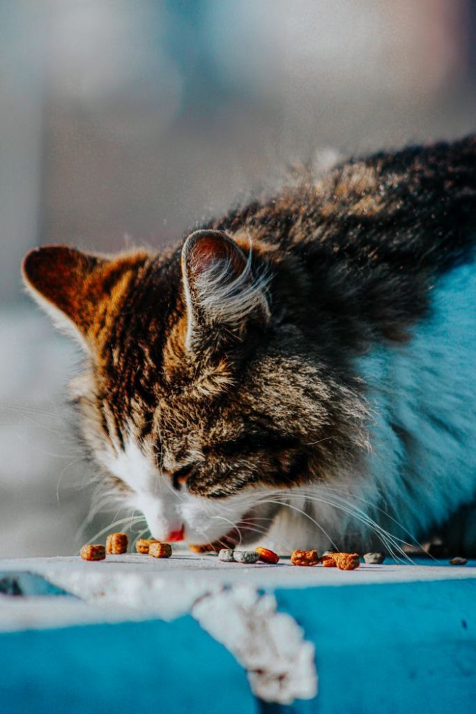 A domestic cat enjoys its meal outdoors in natural light, capturing a serene moment of animal life.