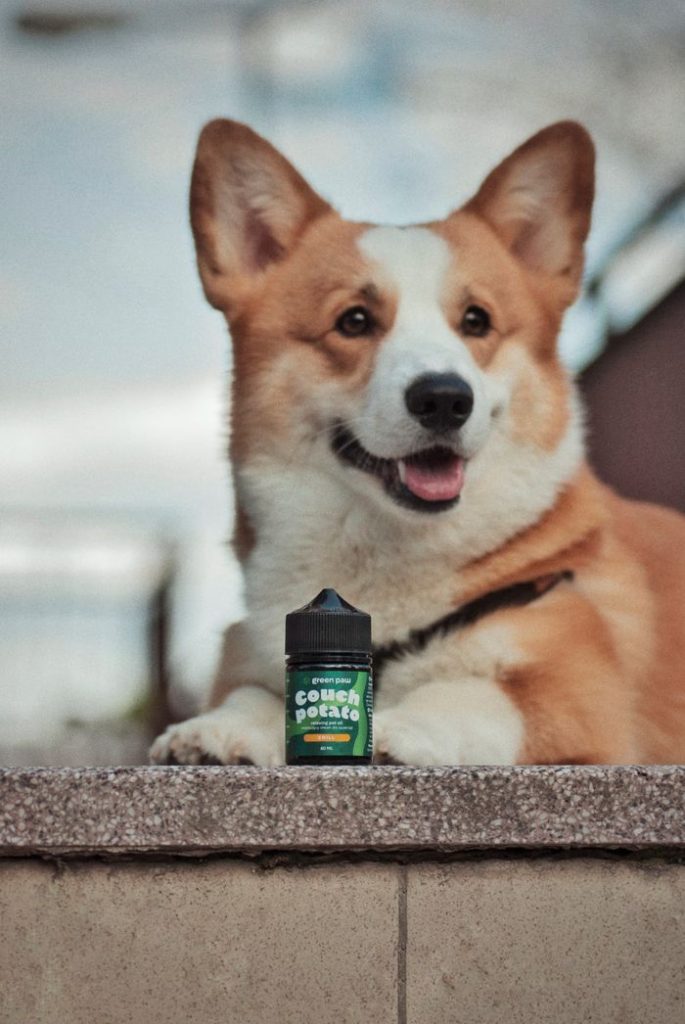 Adorable corgi dog posing with a bottle, outdoors in daylight.