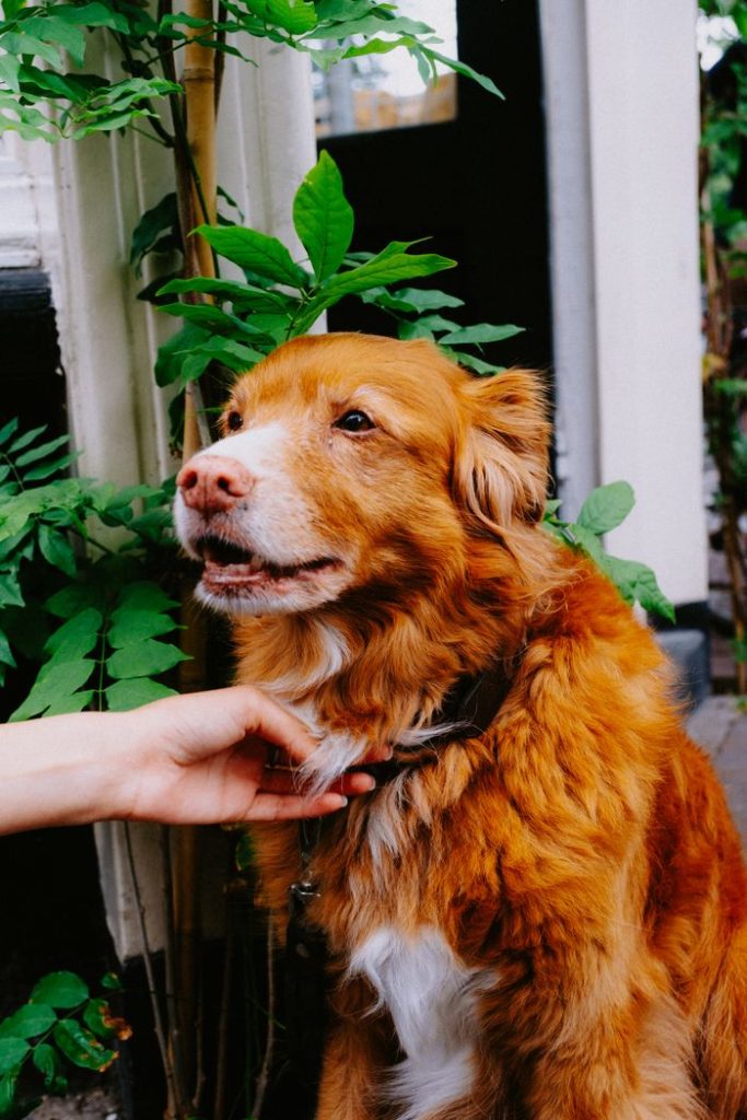 A golden retriever being gently petted outside by vibrant greenery.