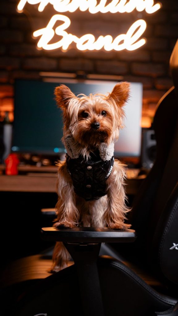 Charming Yorkshire Terrier dog sitting on office chair with neon lights in background.